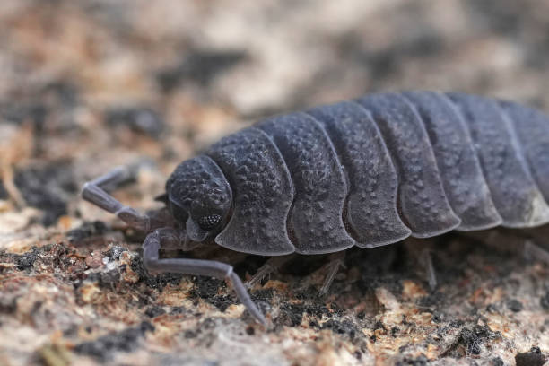 istock Close-up of a Common Rought Wouldlouse Pill Bug, Porcelio scaber on a Textured Surface 2182673163