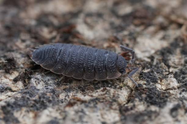 istock Macro Shot of a Common Rought Wouldlouse Pill Bug, Porcelio scaber on a Textured Surface 2182673170