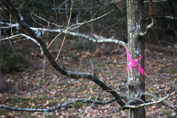 istock Tree marked with a pink X along a hiking footpath in the forest 2182675969