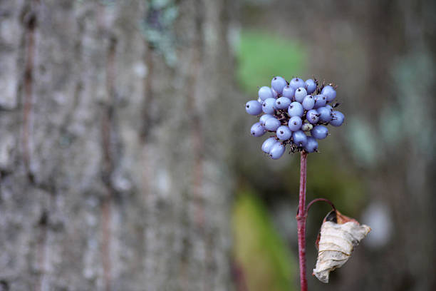 istock Silky Dogwood (Cornus amomum) berries 2182676093