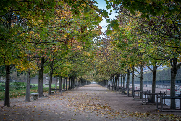 Paris, France - 11 01 2024: Tuileries garden. View of a wide pathway lined with trimmed trees