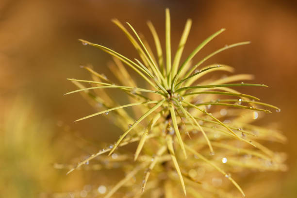 Larix kaempferi, the Japanese larch or karamatsu is a species of larch native to Japan.