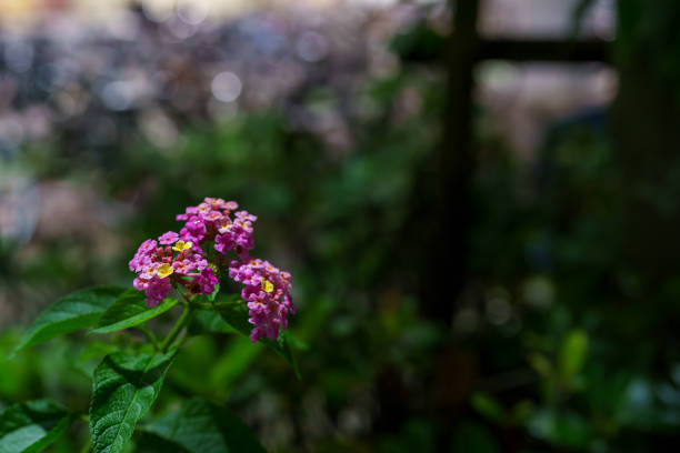 Lantana flowers illuminated by night lights with rain drops