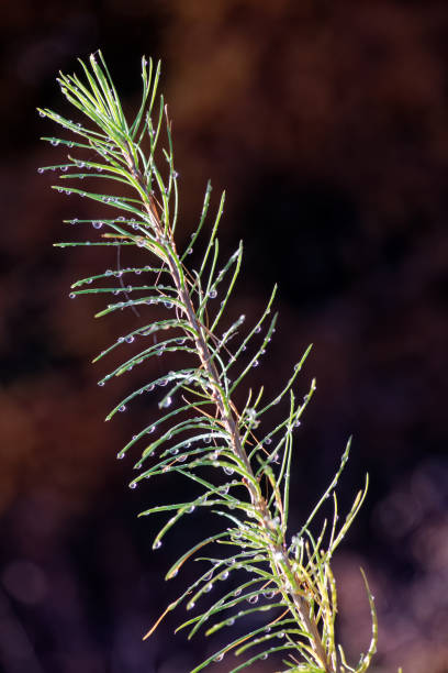 istock A branch of Japanese larch with dewdrops. 2182677236