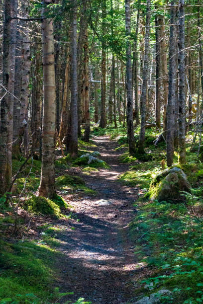istock Serene Forest Pathway in Tranquil Woodland Setting 2182677380