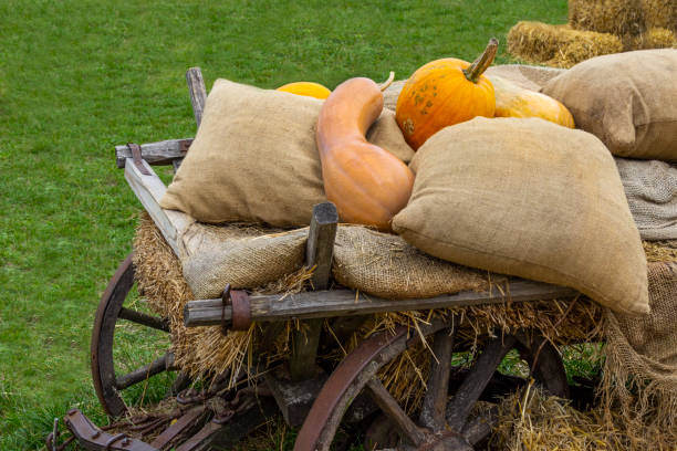 Pumpkins in a wheelbarrow in a farm in autumn