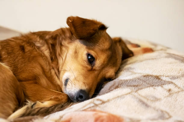istock Red dog lying on the bed closeup 2182684599