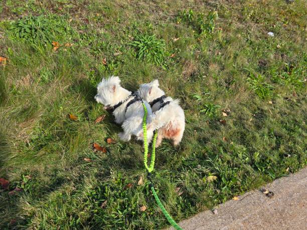 istock Dogs Sniffing in the Grass 2182685293