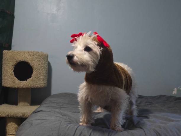 istock Dog dressed in reindeer costume 2182686441