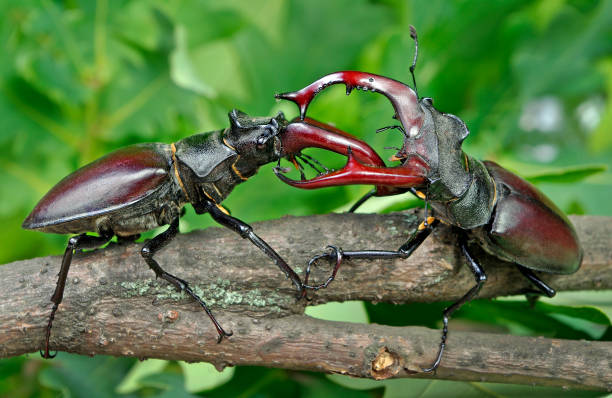 istock Stag beetles. Duel of two males.  Close up. 2182687048