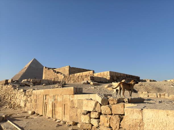 istock Gyza pyramid dogs panorama funny 2182687621