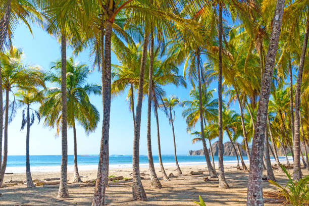 istock lonely tropical beach with many palm trees 2182687879