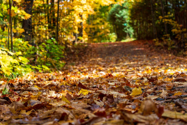 A tranquil forest path blanketed with colorful autumn leaves in soft sunlight, creating a peaceful and serene atmosphere ideal for relaxation and reflection.