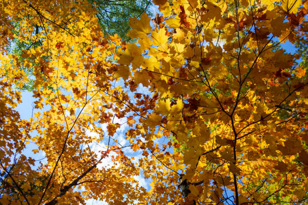 istock Vibrant Autumn Leaves Against a Clear Blue Sky 2182688049