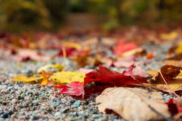 Colorful autumn leaves scattered on a gravel pathway, capturing the essence of fall with rich reds, yellows, and browns. Ideal for seasonal and nature-themed projects.