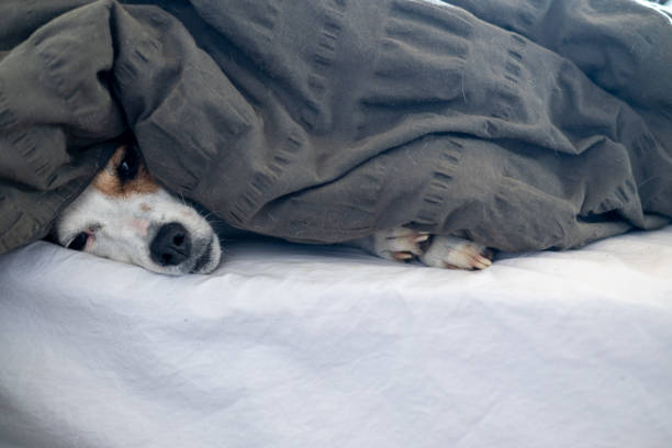 istock Dog seen resting on the bed 2182688433
