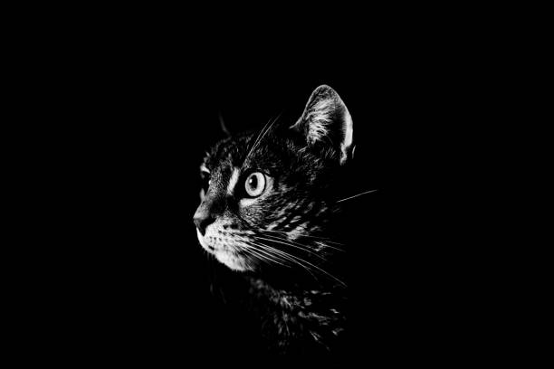 istock Silhouette of 3/4 profile head of a cat 2182688913