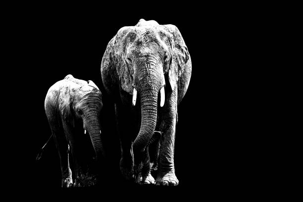 istock Elephant mother and her baby on her side 2182688922