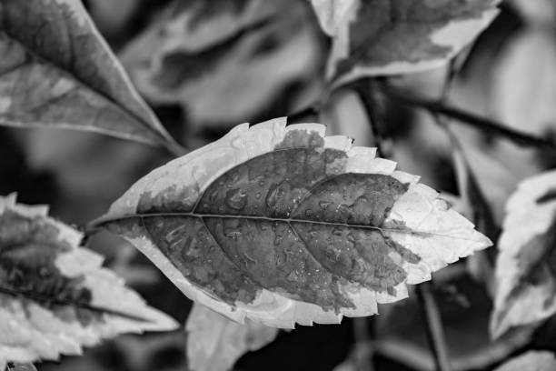 This black and white photograph captures the intricate details of a single leaf, showcasing the interplay of light and shadow. The leaf's unique shape and texture are highlighted in this monochrome image, creating a sense of depth and dimension. The contrasting tones of light and dark create a striking visual effect, drawing the viewer's eye to the details of the leaf's surface. This photograph is a perfect example of how simplicity can be beautiful, and how black and white photography can reveal the hidden beauty of nature.