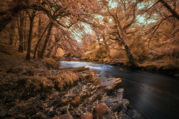 Infrared Photography images of the River Dart at Newbridge, Dartmoor, Devon. November 2024
