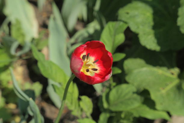 red tulip in a flowerbed close-up