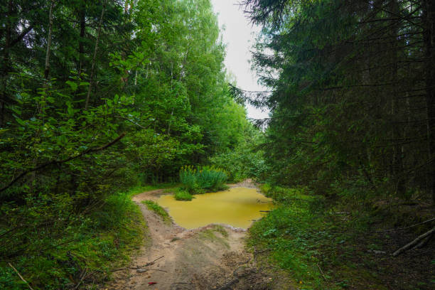 Forest road with puddle after rain. Dirt road inside the forest through pine trees with green foliage. Old ground Road with puddle inside the forest in wild. Off-road.