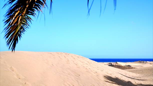 istock Golden sand desert with palm branch in foreground 2182692634