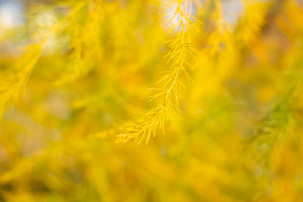 Close-up of a yellow leaf with blurred background. The leaf is in the center of the image and is part of a larger bush. The yellow color of the leaf and the overall image create a warm atmosphere.