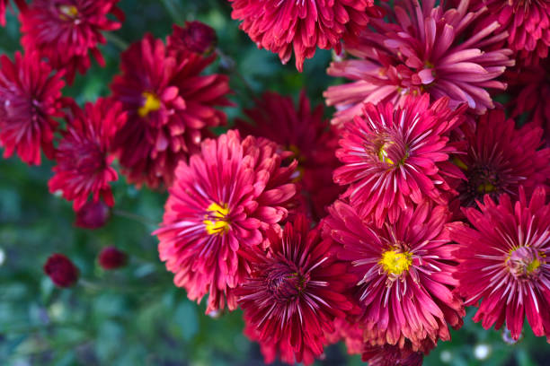 Bright red chrysanthemum. A beautiful chrysanthemum flower bush.