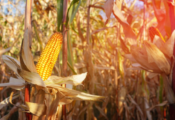 istock Corn field at farm. Agricultural corn field in harvest. Corn markets react in crisis worlds breadbasket. 2182694324