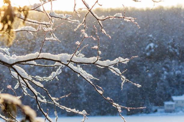 istock Snow-Covered Branches in a Serene Winter Landscape 2182694416