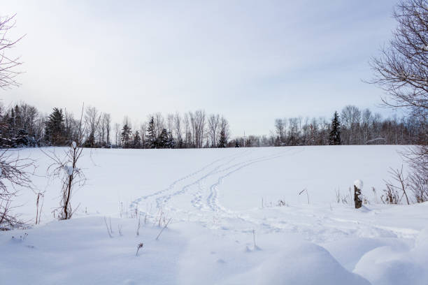A serene winter landscape showcasing a snow-covered field with visible tire tracks. Surrounding bare trees and a soft overcast sky create a peaceful and calm atmosphere.