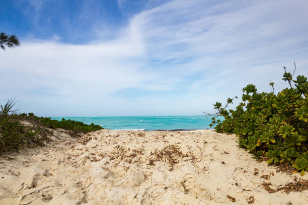 A serene sandy beach with lush greenery frames the view of a calm, turquoise ocean under a vast blue sky. Ideal for travel and relaxation themes.