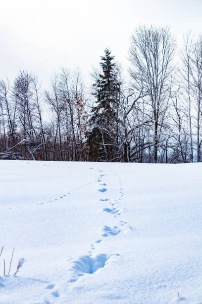 istock Winter Footprints Leading to Snow-Covered Evergreen Forest 2182694605