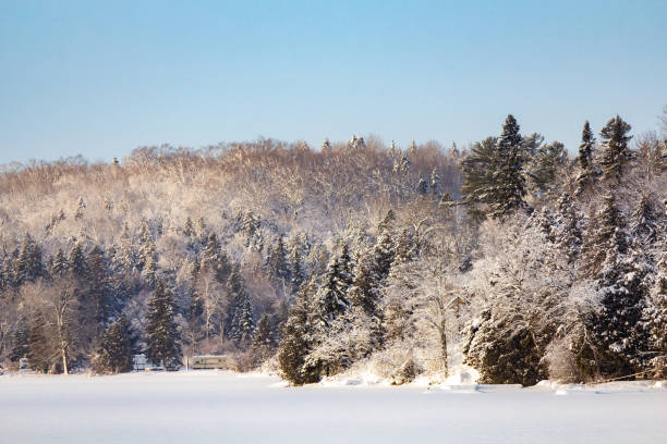 istock Tranquil Snowy Forest Landscape Under Clear Winter Sky 2182696384