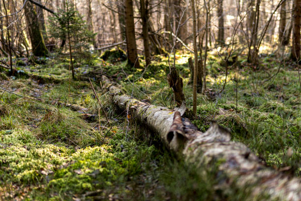 istock Birch tree fallen on the ground covered with green moss 2182696805