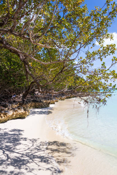 istock Serene Tropical Beach Scene with Overhanging Trees 2182696823