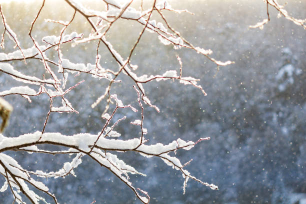 istock Serene Winter Landscape With Snow-Covered Branches 2182696841