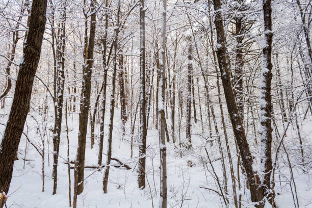 A serene winter forest blanketed in fresh snow, featuring tall trees and a peaceful, quiet atmosphere. The white snow creates a calm and tranquil scene in nature.
