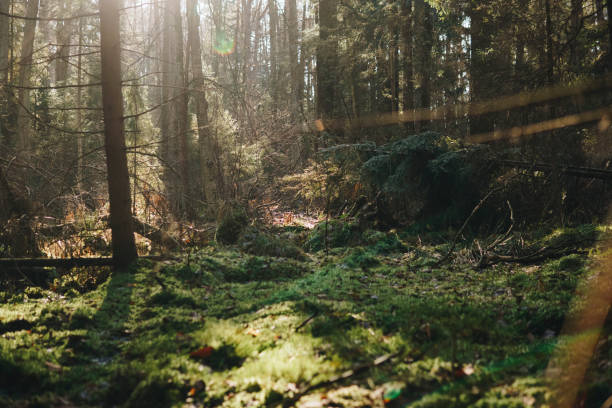 istock Green moss growing on the ground in a forest 2182696981