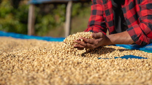 istock Close-up of a farmer hand drying raw coffee beans while carefully inspecting them to ensure high quality. 2182697607