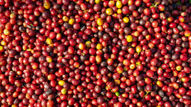 istock Vibrant pile of freshly harvested, multi-colored coffee cherries ready for processing. 2182698928