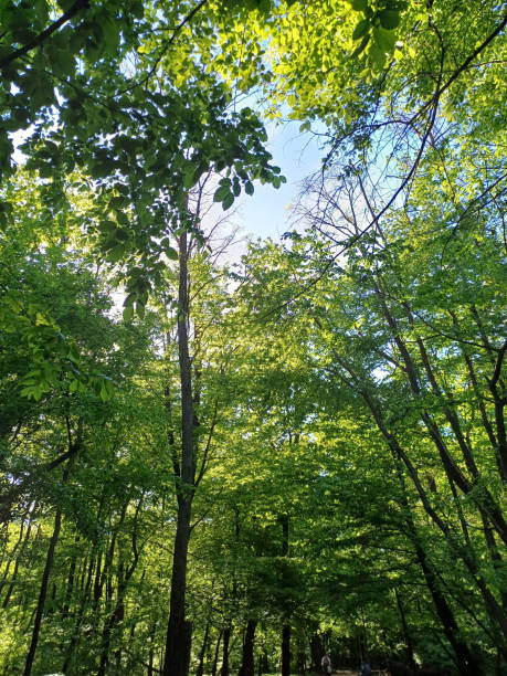 istock summer background: trees with green leaves against the sky in sunlight 2182699157