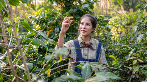 istock Farmer harvesting cherry coffee beans from coffee trees and placing them in baskets for processing. 2182699263