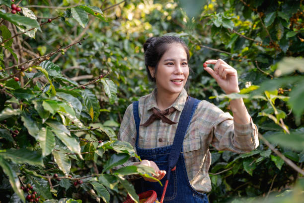 istock Farmer harvesting cherry coffee beans from coffee trees and placing them in baskets for processing. 2182699324