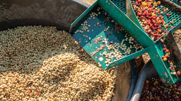 Coffee Pulp Tea 520+ Coffee Pulp Stock Photos, Pictures & Royalty-Free Images - iStock