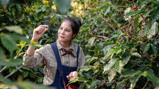 istock Farmer harvesting cherry coffee beans from coffee trees and placing them in baskets for processing. 2182699410