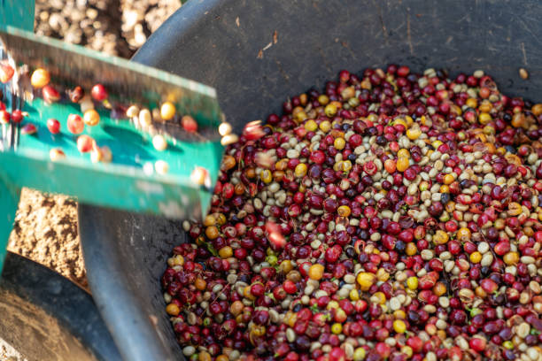 istock Farmer using a coffee cherry pulping machine to process beans. Drying organic coffee beans as part of the milling process. 2182699711