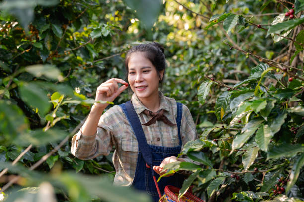 istock Farmer harvesting cherry coffee beans from coffee trees and placing them in baskets for processing. 2182699881