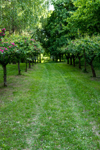 istock trees growing in a line in an orchard in the countryside 2182700482